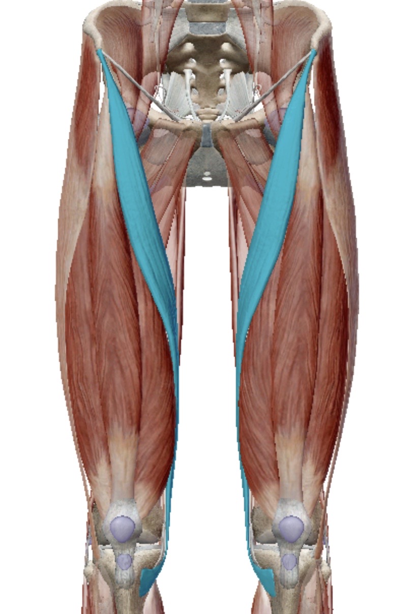 <p>Identify this muscle</p>