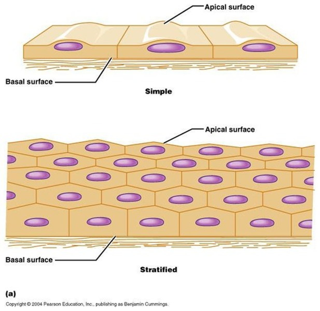 <p>Structures derived from and attached to epithelial tissues, classified into endocrine and exocrine glands.</p>