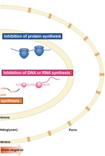 <p>outer membrane; thin peptidoglycan; no stain</p>
