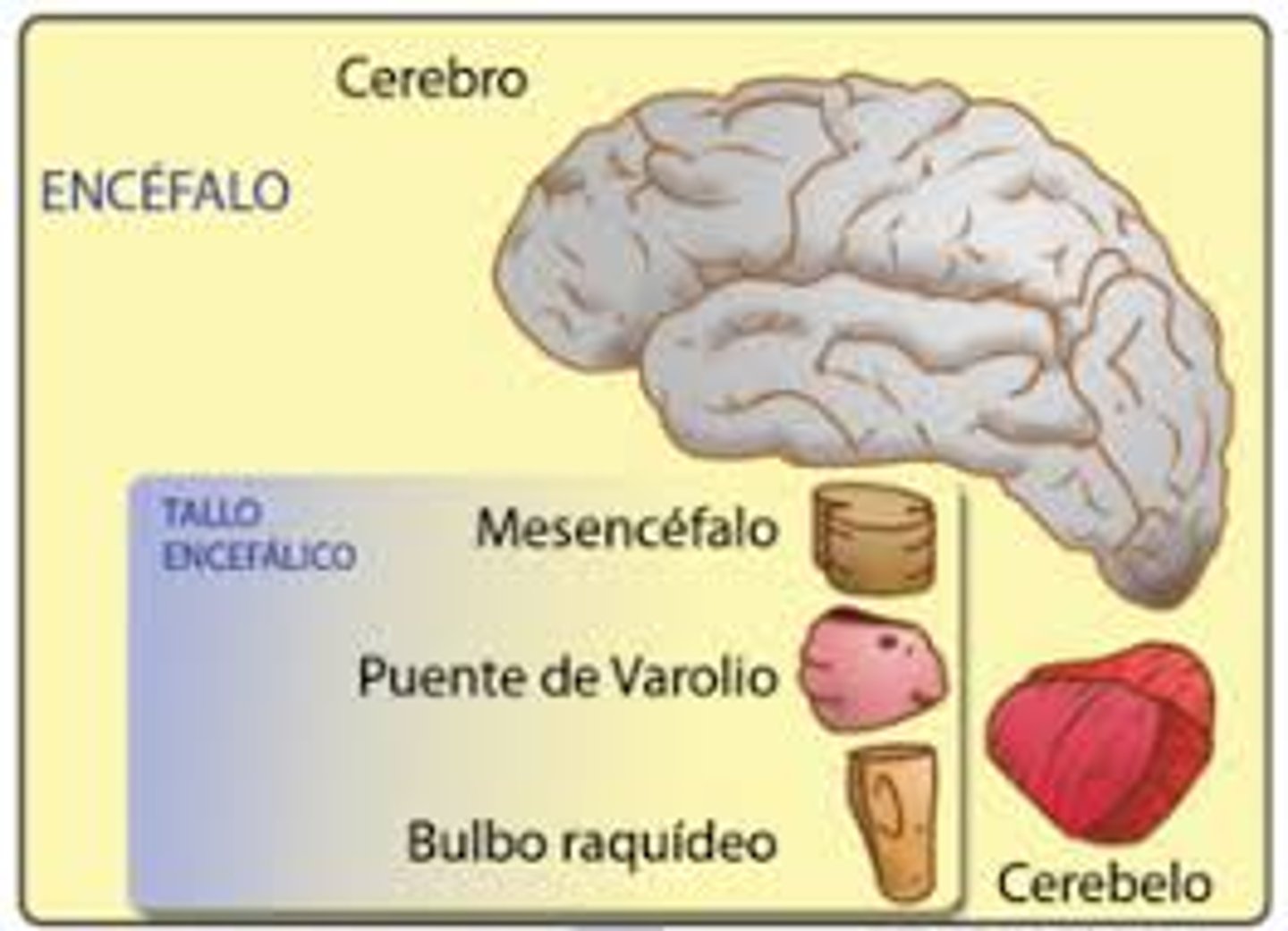 <p>Mesencéfalo<br>Puente/protuberancia <br>Bulbo raquídeo</p>