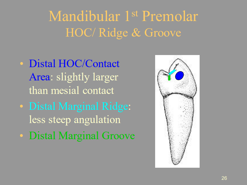 <p>B) Distal Marginal Groove</p>