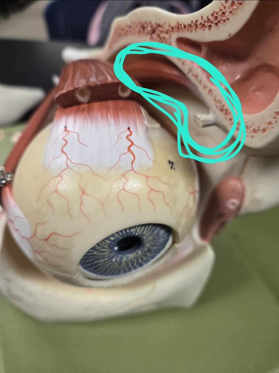 <p>Extrinsic eye muscles &amp; associated cranial nerve</p>