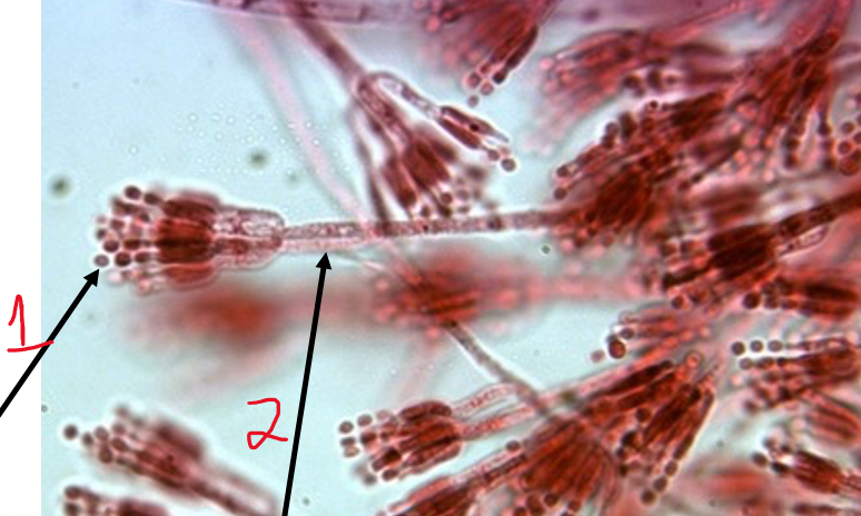 <ol><li><p>conidia</p></li><li><p>conidiophore</p></li></ol>