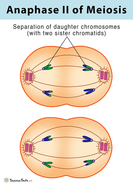 <ul><li><p>chromatids pulled to opposite poles of cell</p></li></ul><p></p>