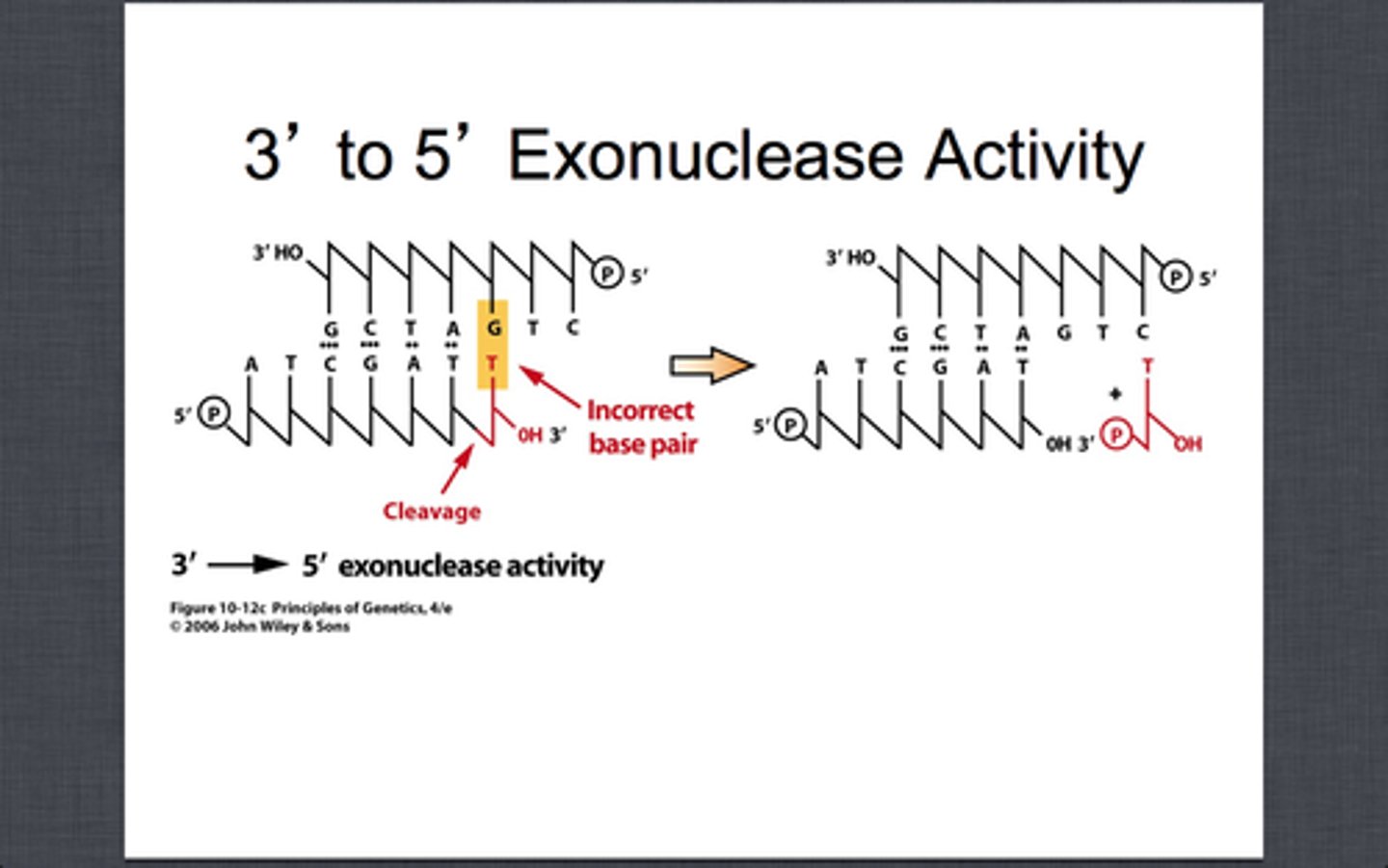 <p>proofread newly synthesized DNA, remove/replace incorrect nucleotides</p>