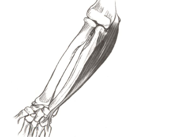 <p><strong>Origin</strong>: medial epicondyle of humerus</p><p><strong>Insertion</strong>: base of 5th metacarpal</p><p><strong>Action</strong>: wrist flexion, ulnar deviation</p>