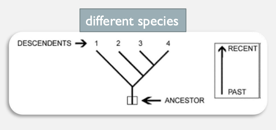 <ul><li><p>diagram showing evolutionary relationships determined by shared traits, inherited from a common ancestor</p></li><li><p>fewer differences between species 3 and 4 than between species 2 and 4 </p></li></ul>
