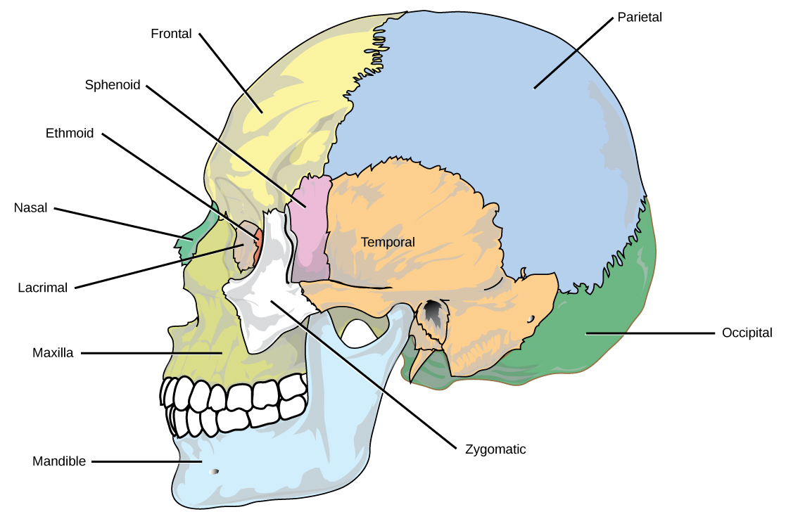 <ul><li><p>Made up of 22 bones. </p></li><li><p>Divided into the face and the cranium. </p><p></p><p><u>FUNCTIONS:</u></p><ul><li><p><strong>Protect </strong>the brain, eyes, and ears. </p></li><li><p><strong>Contain </strong>teeth. </p></li><li><p>Provides <strong>attachment </strong>for muscles involved in chewing. </p><p></p></li></ul></li></ul>
