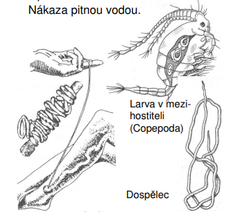 <p>v podkožním vazivu savc ů v četn ě člov ěka. Nákaza pitnou vodou</p>