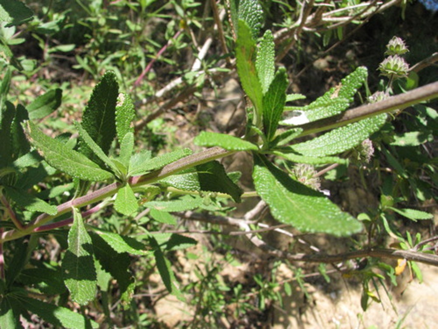 <p>Salvia mellifera (coastal scrub, chaparral)</p><p>Leaves: Opposite, aromatic, rough texture, with rolled-under margins.</p><p>Flowers: Pale lavender in whorled clusters; attracts bees, hummingbirds.</p><p>Ethnobotany: Medicinal herb for colds and teas.</p>