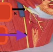 <p>victorious 10</p>