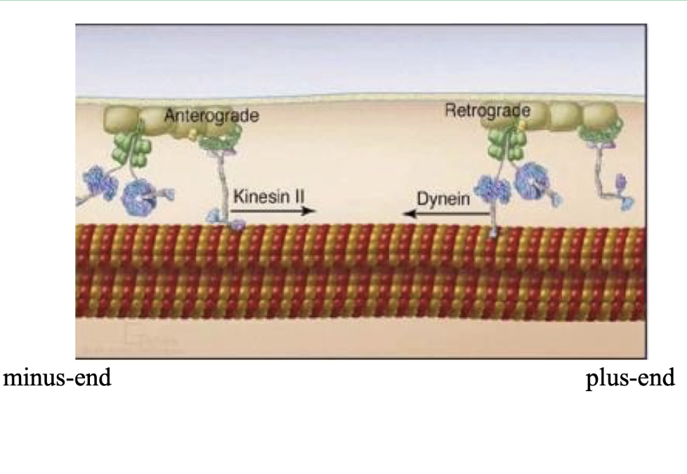<ul><li><p>Dynein pulls to <strong>minus-end</strong>, kinesin to <strong>plus-end</strong></p></li><li><p><strong>"Tug-of-war" model</strong>:</p><ul><li><p>Motors <strong>compete</strong> to pull cargo</p></li><li><p>Final direction = <strong>winner of the battle</strong></p></li></ul></li><li><p><strong>Regulatory proteins</strong> control which motor is active</p><ul><li><p>Respond to <strong>internal cellular signals</strong></p></li></ul></li></ul><p></p>