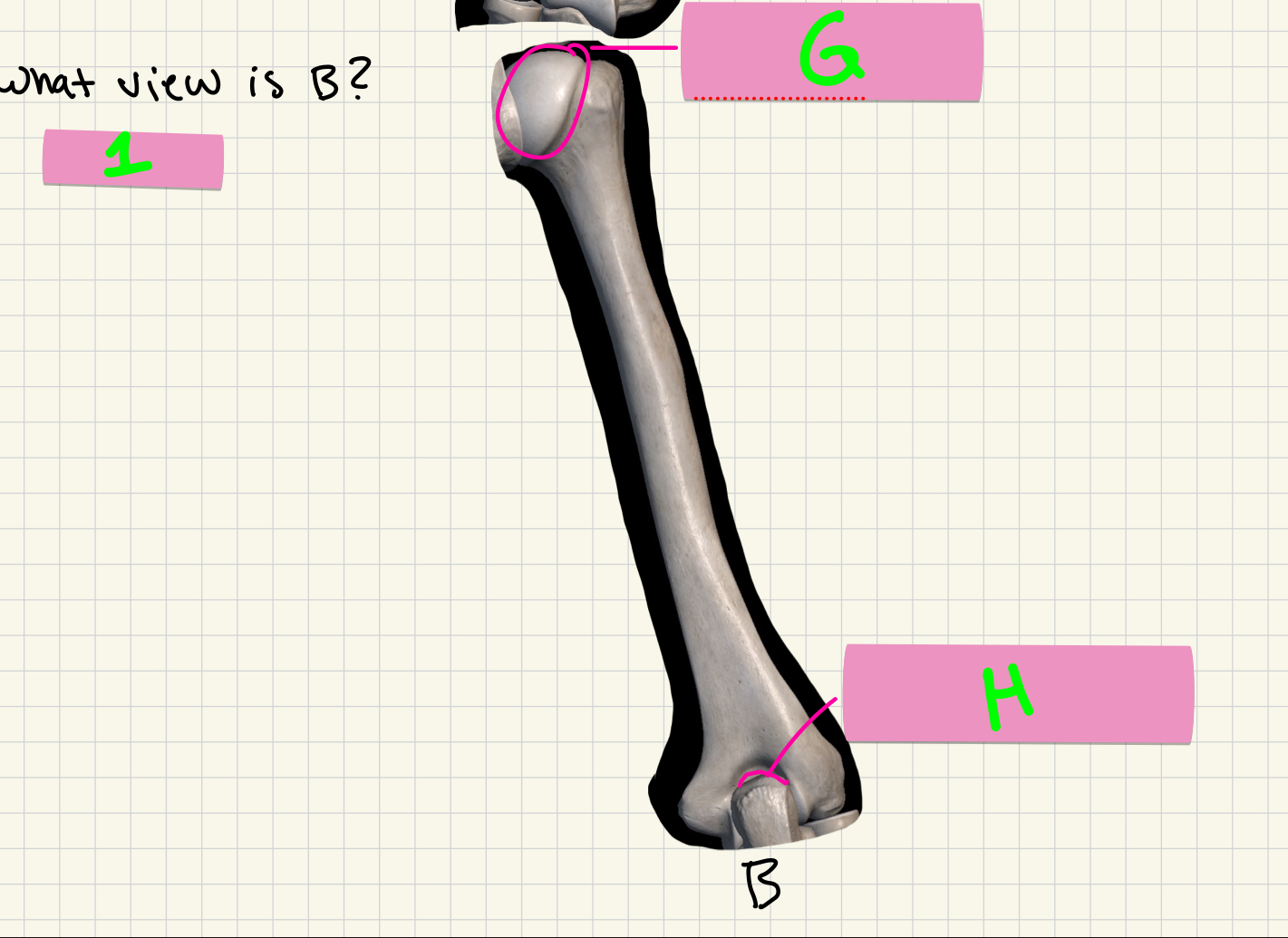 <p>What is the view of this bone?</p>
