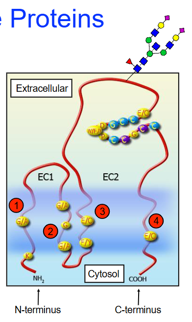 <ul><li><p class="">Family of membrane proteins found in all multicellular eukaryotes</p></li><li><p class=""><strong>TM4SFs</strong> have four <strong>transmembrane α-helices</strong> and two extracellular domains:</p><ul><li><p class="">One short (<strong>EC1</strong>)</p></li><li><p class="">One longer (<strong>EC2</strong>)</p></li></ul></li><li><p class="">Some tetraspanins can be <strong>glycosylated</strong> (attachment of carbohydrate molecule) on the long extracellular loop</p></li><li><p class="">Play role in:</p><ul><li><p class=""><strong>Cell adhesion</strong></p></li><li><p class=""><strong>Motility</strong></p></li><li><p class=""><strong>Proliferation</strong></p></li></ul></li></ul><p></p>
