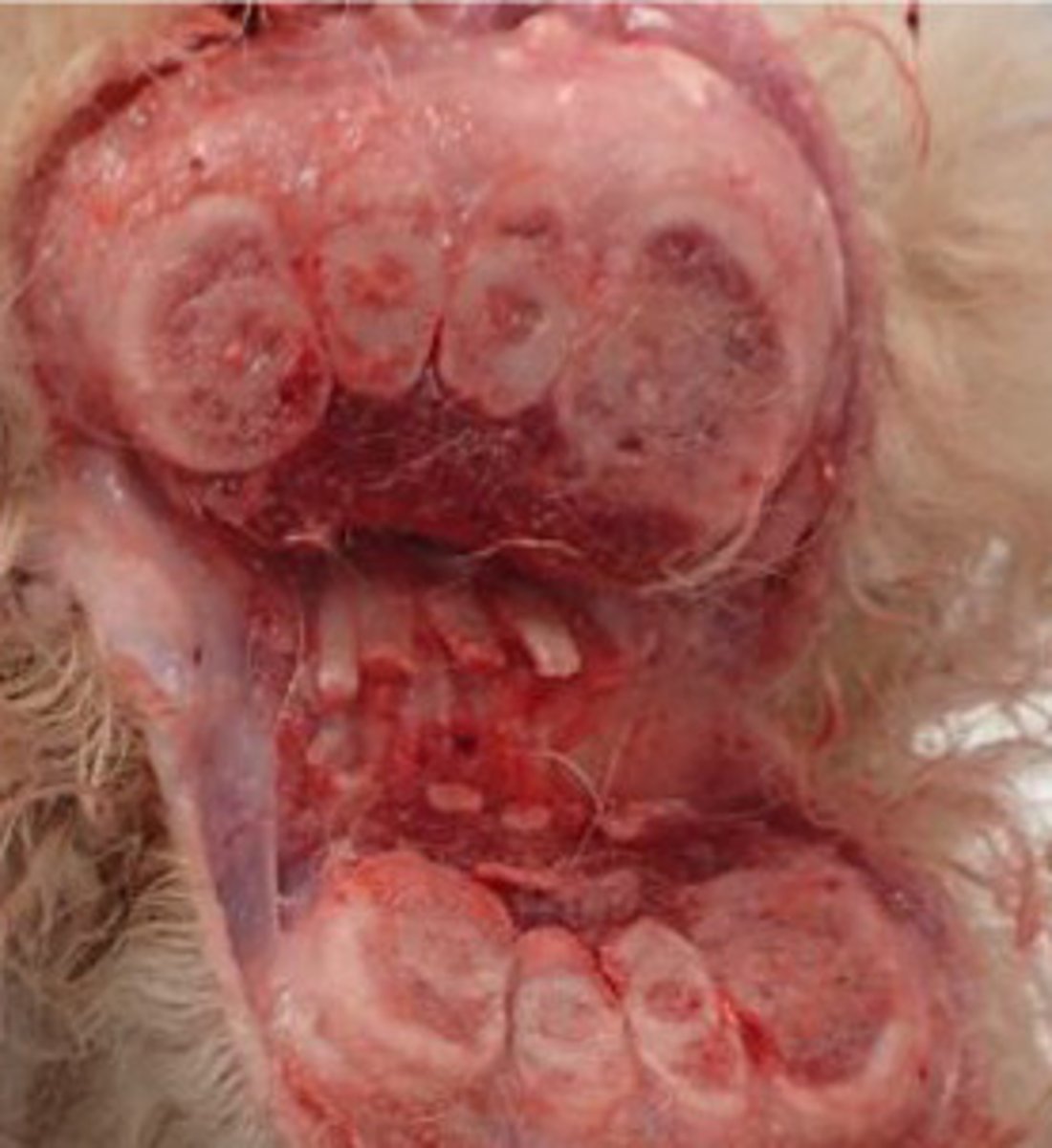 <p>Identify the pathology:</p>