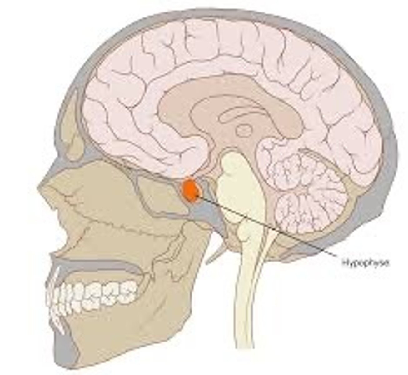 <p>It is the master gland. It produces many hormones that regulate homeostasis e.g ADH, FSH</p>