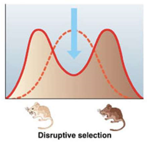 <p>favors individuals with extreme phenotypes (bimodal peak disruptive selection)</p>