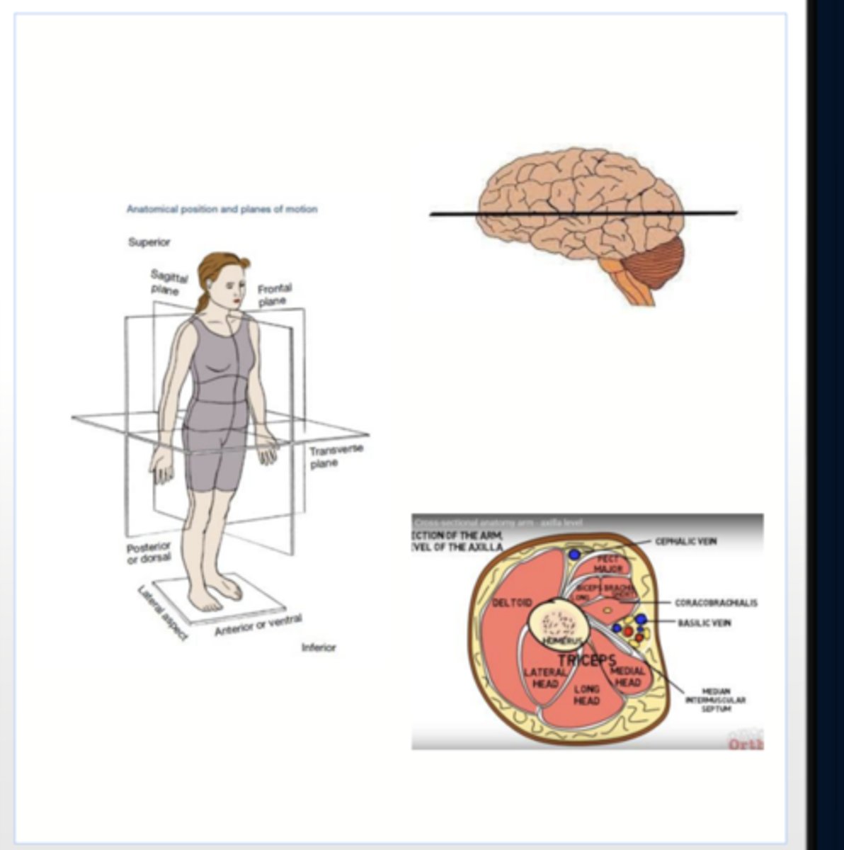 <p>pass crosswise through the body or body part at right angles to the longitudinal axis</p><p>Positioned at right angle to sagittal and coronal planes</p><p>divides the body into superior and inferior portions</p><p>also called transverse, axial, or cross-sectional planes</p>