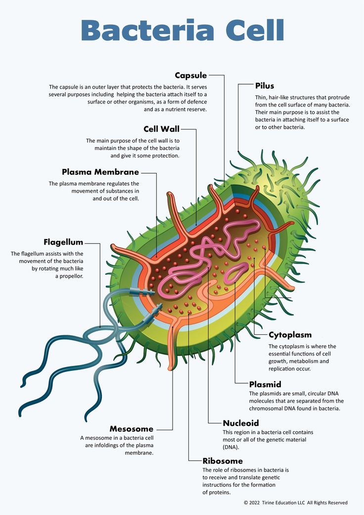 <p>a disease causing micro-organism</p><p>examples include:bacteria, viruses, fungi, protisis</p>