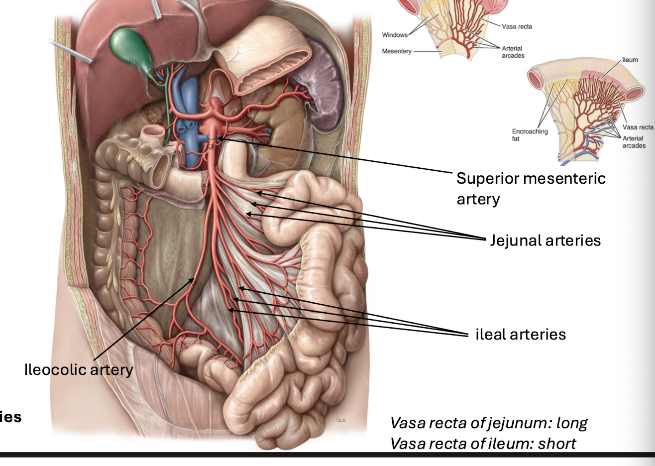 knowt flashcard image