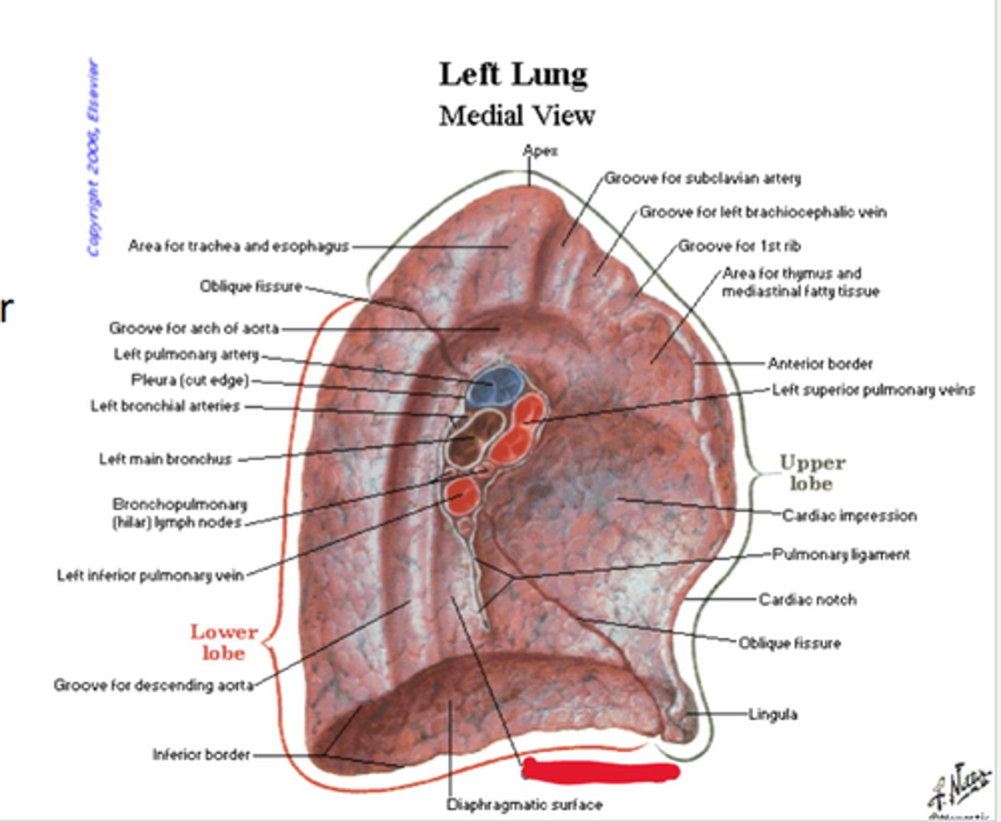 knowt flashcard image