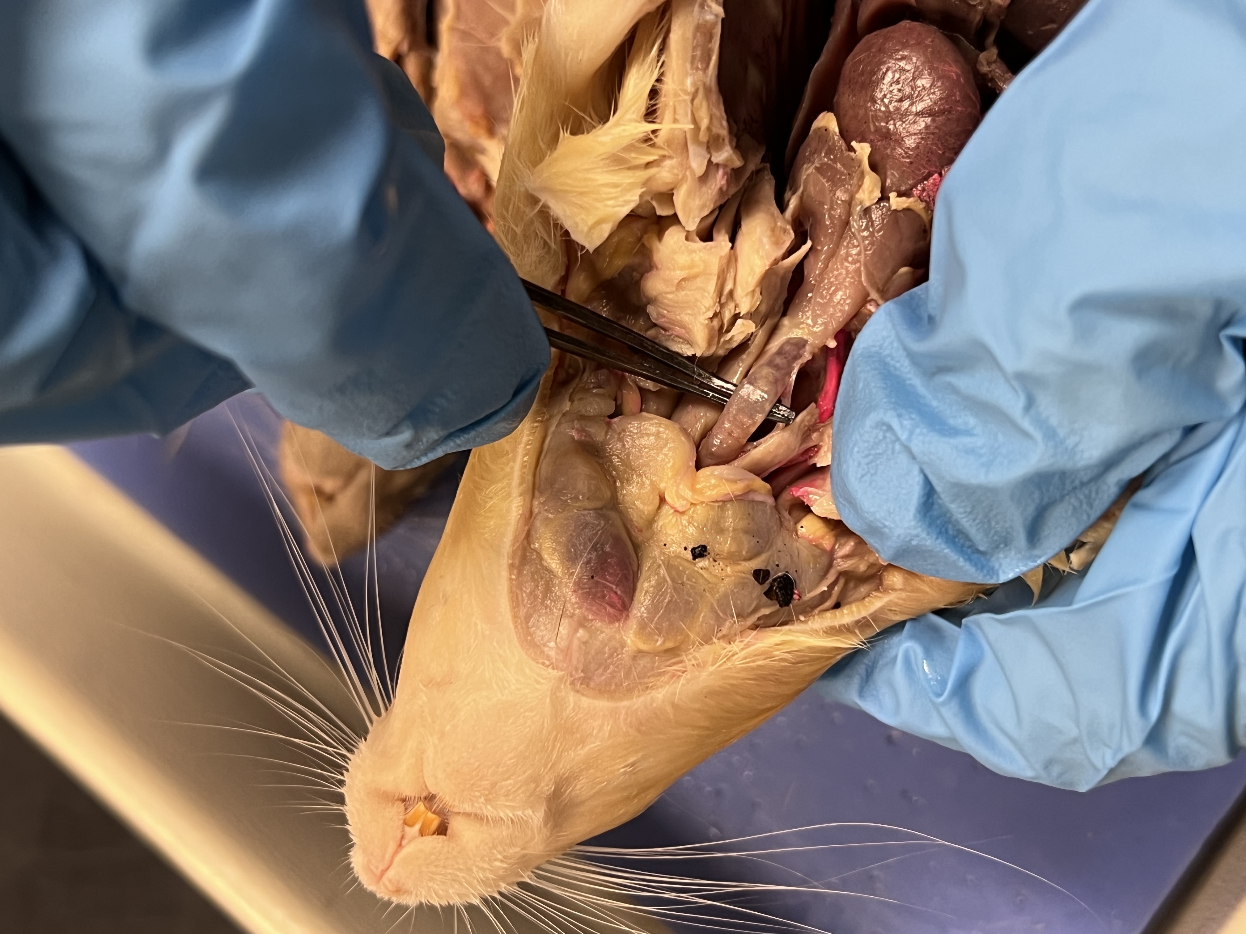 <p>Rat dissection</p>