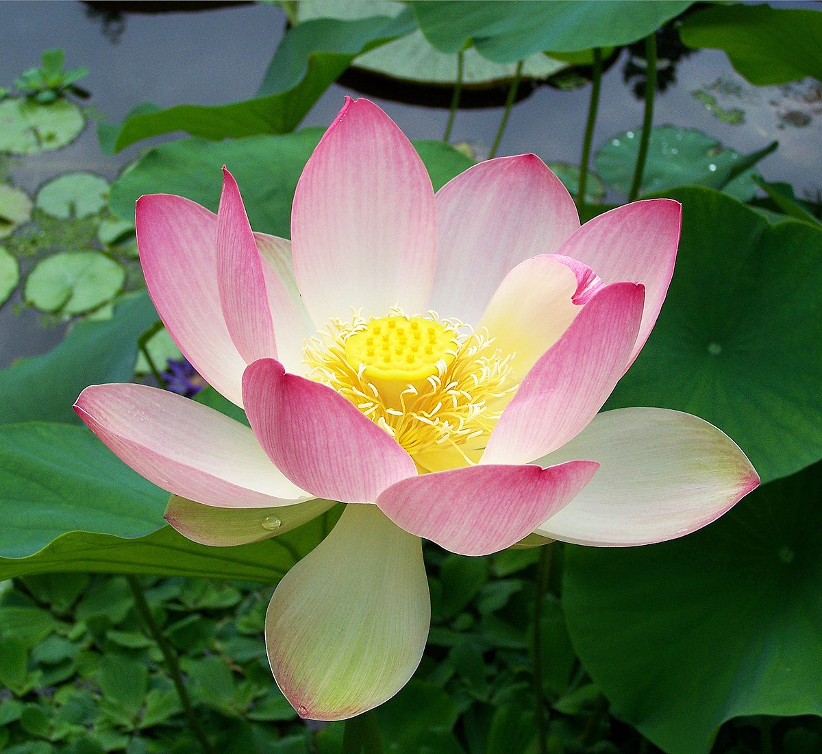 <p>n.睡蓮</p>