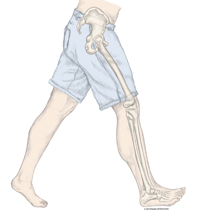 <p>What phase of stance is the R LE in?</p>