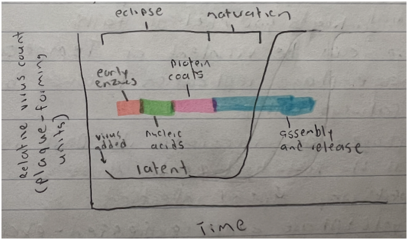1 step because viruses are released almost simultaneously so the latent period is very long (eclipse and maturation) while the burst (assembly and release) is quick and at the end