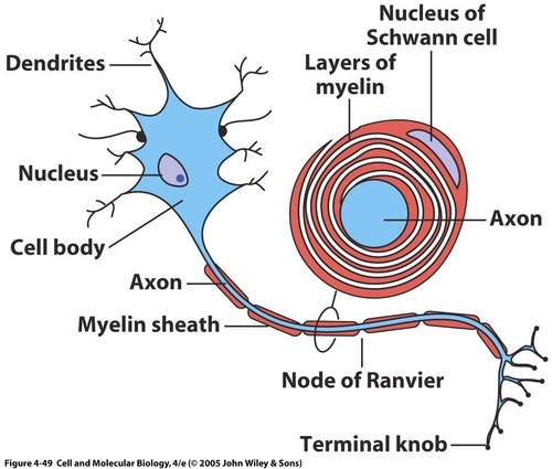 <p>Cell body, dendrites, single axon, myelin sheath, nodes of Ranvier, synaptic terminals</p>