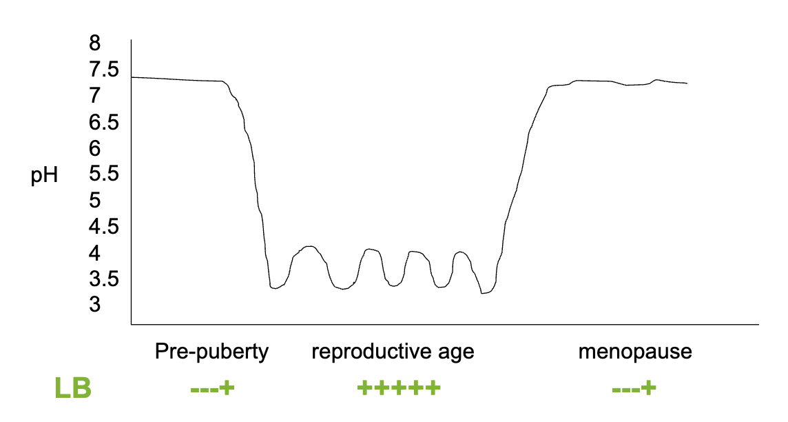 <ul><li><p>Pre-puberty: higher pH (less acidic), little/no LB</p></li><li><p>Reproductive age: lower pH (acidic), <strong>+++++ LB</strong></p><ul><li><p>Normal pH = below 3.5</p></li><li><p>LB peak at ovulation because that’s the only time animals mate (exception: humans)</p></li></ul></li><li><p>Menopause: higher pH again, reduced LB</p></li></ul><p></p>