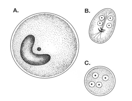 <p>what stage is this</p>
