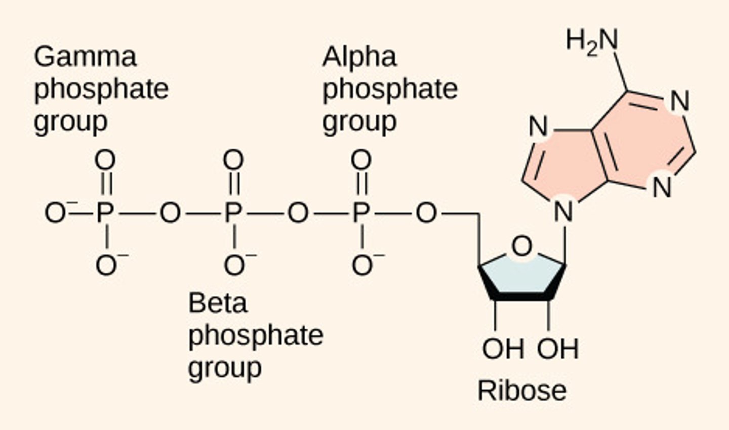 <p>3 negative phosphate groups</p><p>repel one another</p>