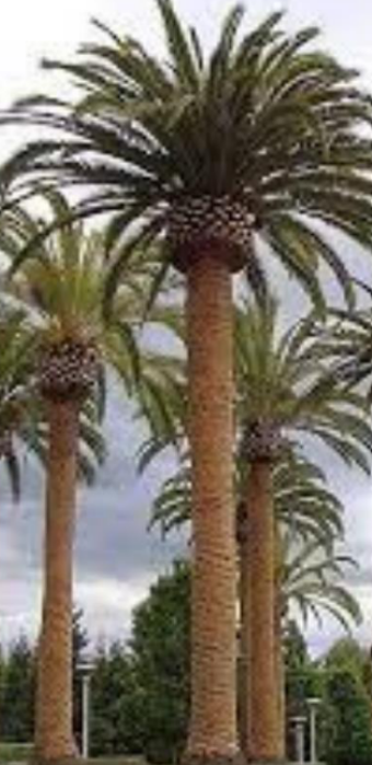 <p>Phoenix canariensis</p>