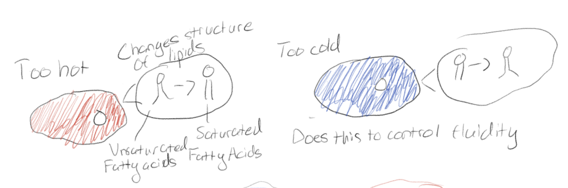 <p>Unsaturated fatty acids; Saturated fatty acids</p>