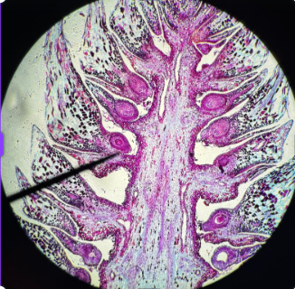 <p>This structure produces the pine’s pollen. True of False?</p>