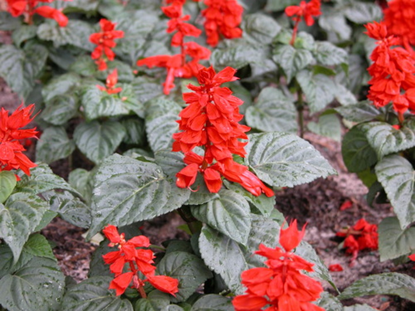 <p>Salvia splendens</p>