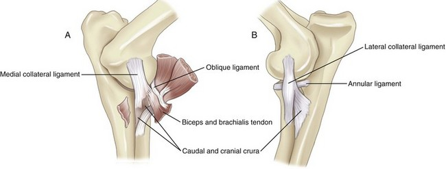 <ol><li><p>Medial collateral ligament</p></li><li><p>Lateral collateral ligament</p></li><li><p>Annular ligament</p></li></ol><p></p>