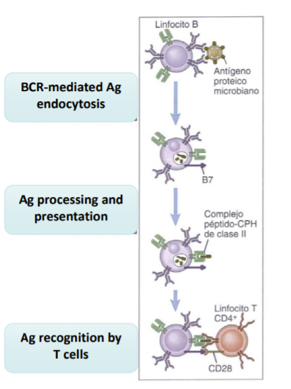 <ul><li><p><span>Linked recognition: there is a linked recognition since both B and T cell epitopes must be on the cells in order for the signal to be transmitted. Haptens have B but not T epitope or oposite way, meaning there is blocking of mchenaism. Immunogens hence have both B and T reactant to induce response.&nbsp;</span></p></li><li><p><span>Coordinated responses: in refernece to linked recognition, the T and B cells responses are tehrefore coordinated</span></p></li><li><p><span>minimal antigenic size necessary since it must contain a B cell epitope and a T cell epitope</span></p></li><li><p><span>B cell responses are MHC restricted , and so by consequence so are t cell responses</span></p></li><li><p><span>reduced likelihood of autoimmunity: self antigen recognizing cells are eliminated, however, if some escape this selective mechanism, both the T and B cells must have escaped the selection in order to causes autoimmunity.</span></p></li></ul><p></p>