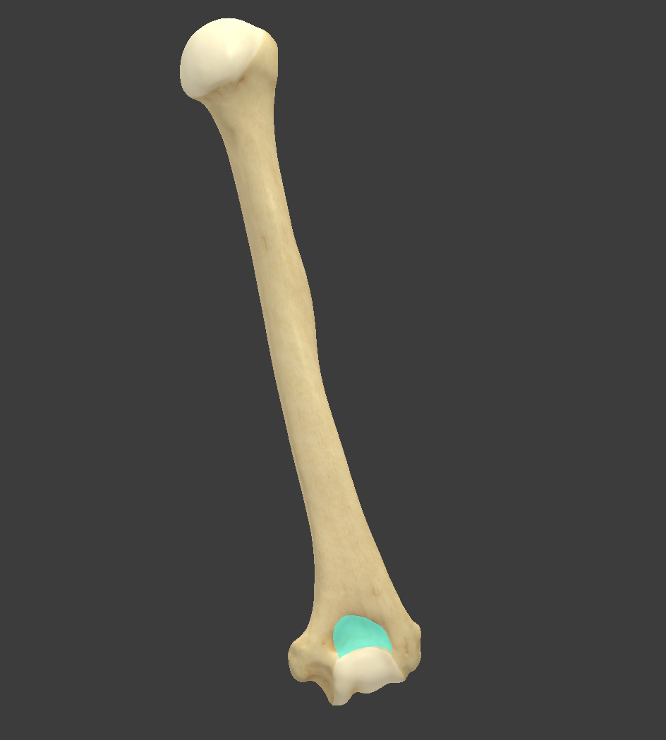 <p>Name and bone </p>
