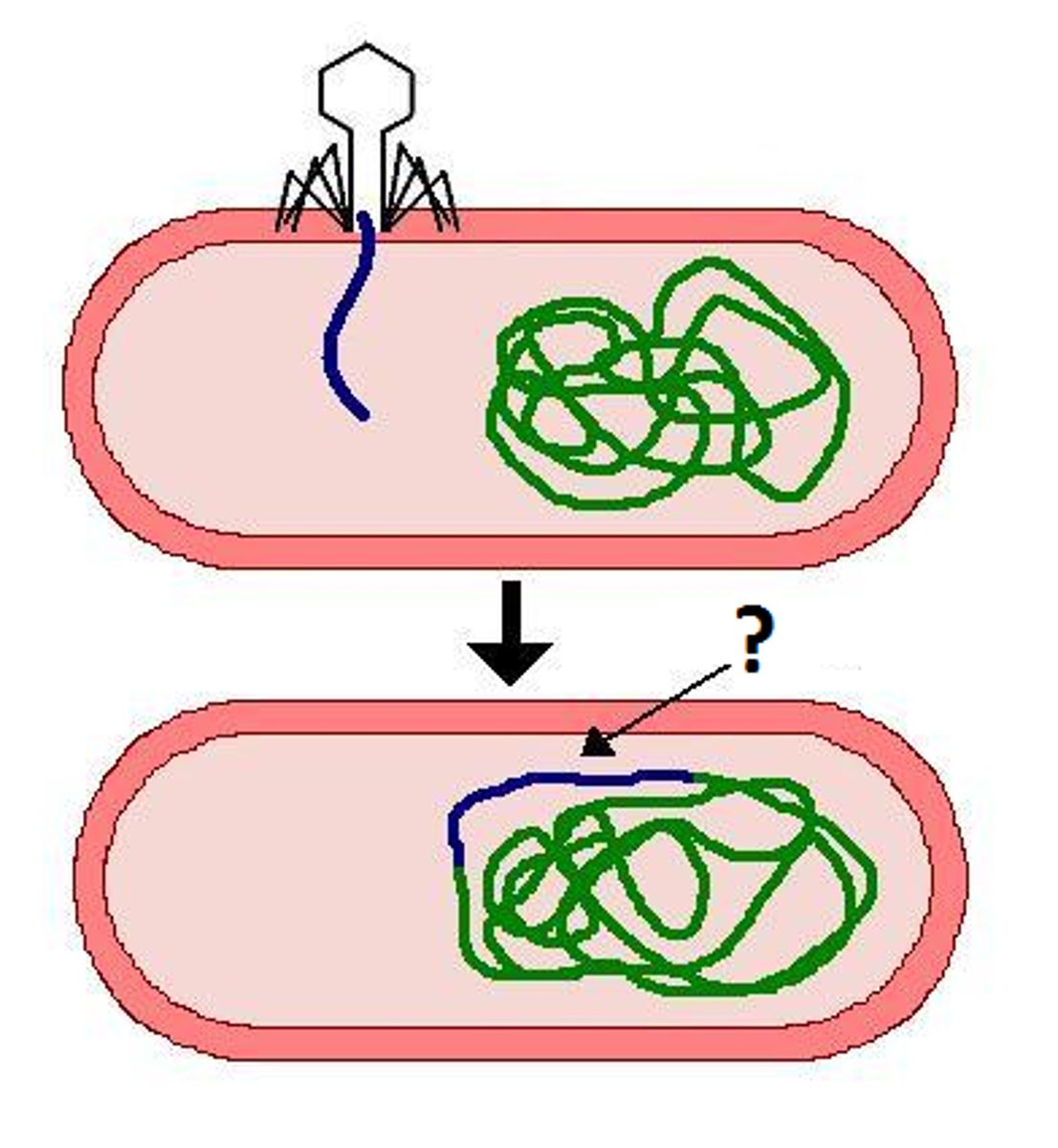 <p>the integrated viral DNA</p><p>Every time the host divides, it copies the phage DNA and passes the copies to the daughter cell</p><p>environmental signal can trigger the virus genome to exit the bacterial chromosome and switch to the lytic mode</p>
