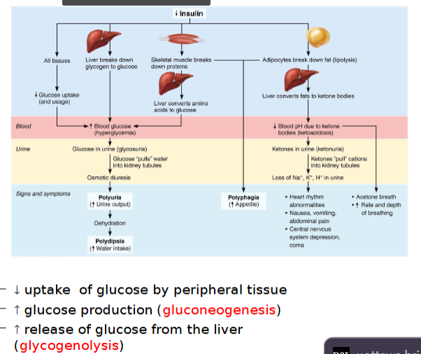 <ul><li><p>Polyphagia occurs because body think body is going into starvation mode </p></li></ul><p></p>