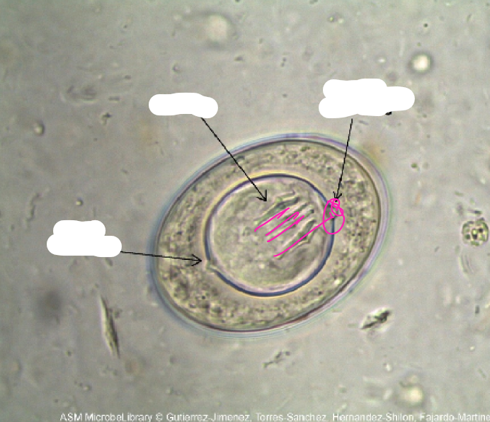 <p>what specie, stage, parts</p>