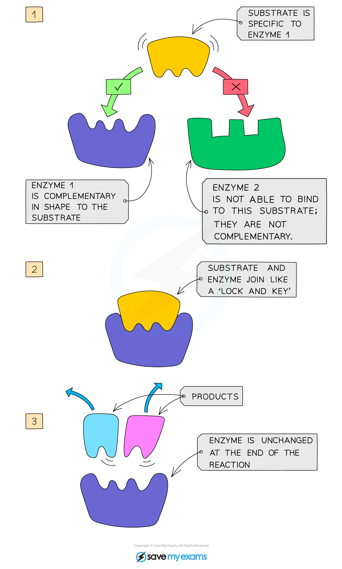 <ul><li><p>enzymes and substrates move randomly in solution</p></li><li><p>when an enzyme and complementary substrate collide, an enzyme-substrate complex forms and a reaction occurs</p></li><li><p>products are formed and released from the active site. enzyme is unchanged and can catalyse further reactions</p></li></ul><p></p>