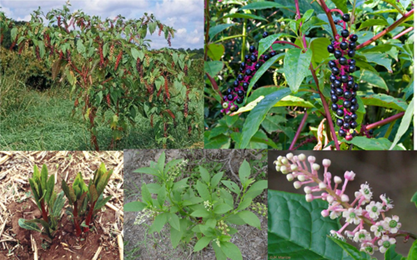 <p><br>berries for birds/toxic to humans &amp; livestock<br>Native<br>Forbs</p>