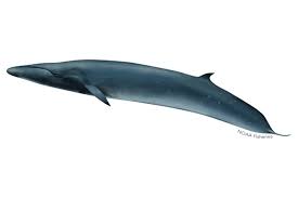 <p>Sei whale</p>