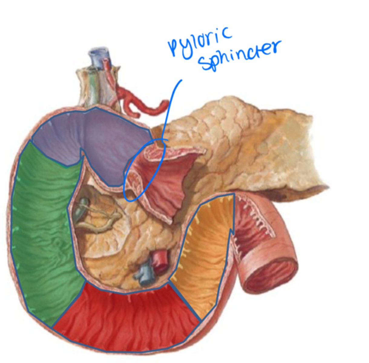 <p>Ascending duodenum</p>
