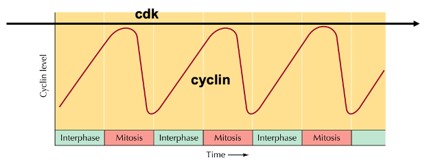 <p>A family of proteins that regulate the cell cycle by activating cyclin-dependent kinases (CDKs) through their abundance during different phases.</p><ul><li><p>Cyclin B accumulates during interphase but drops quickly in mitosis. <span style="color: red"><strong>Cyclins control the cell cycle in all eukaryotic cells</strong></span></p></li></ul><p></p>