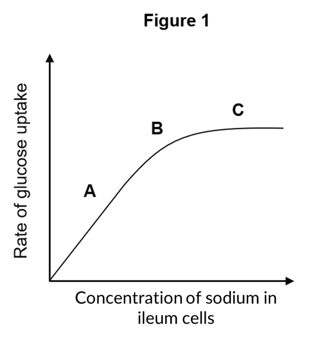 <p>Figure 1 shows the results of an investigation into the rate of glucose absorption in the ileum. </p><p>i) Describe and explain the shape of the graph in Figure 1, using the labels to structure your answer. [4 marks] </p><p>ii) Explain how the uptake of glucose would be affected by a respiratory inhibitor. [4 marks]</p>