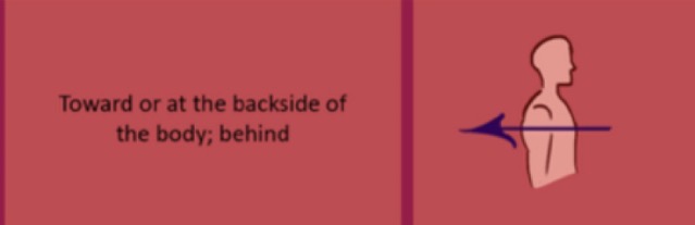 <p>refers to the back or rear part of the body. </p>